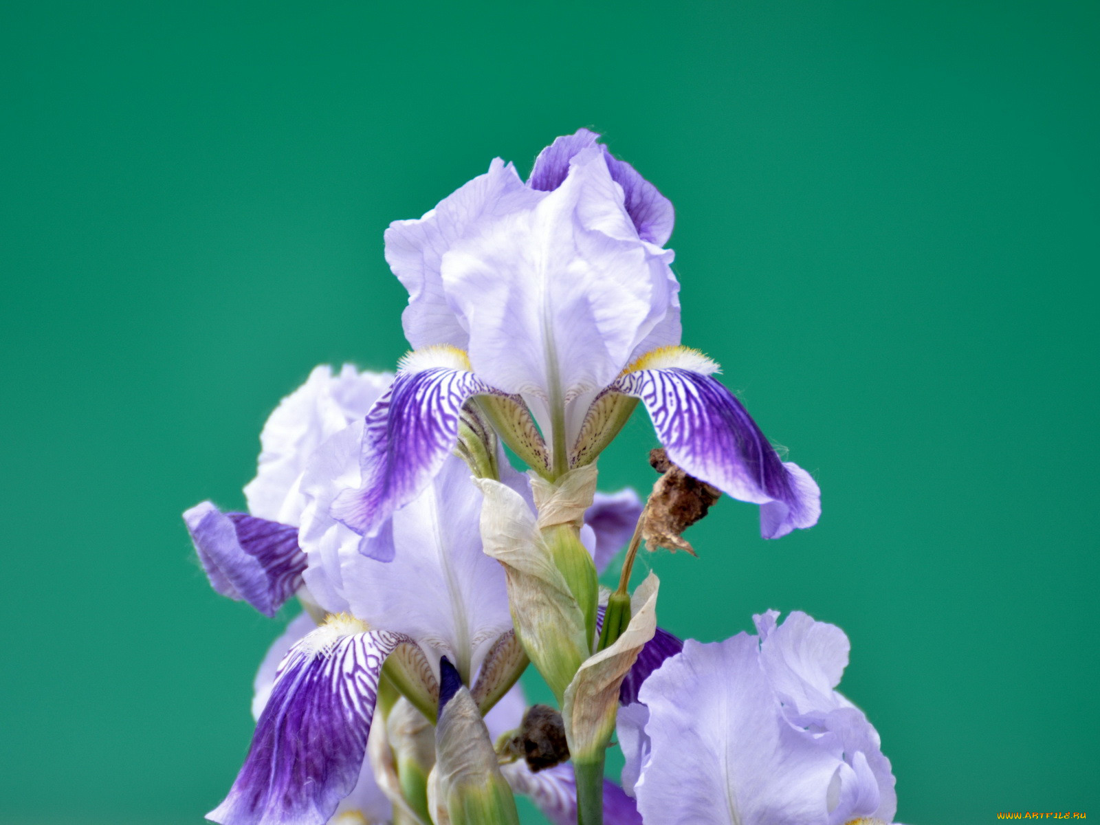 Iris lucky. Ирис айбрайт. Ирис Сибирский Хэвинг фан. Ирис Alpine Twilight. Ирис джунгарский.